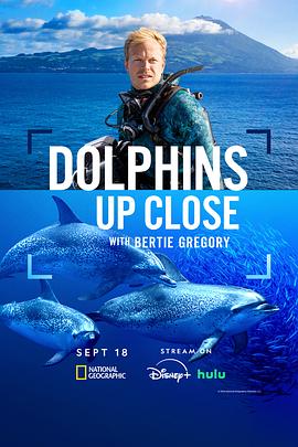 摄影师贝尔蒂与海豚零距离海报